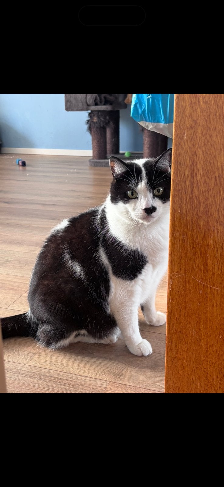Europese korthaar, Kater, Gechipt, 6 jaar of ouder