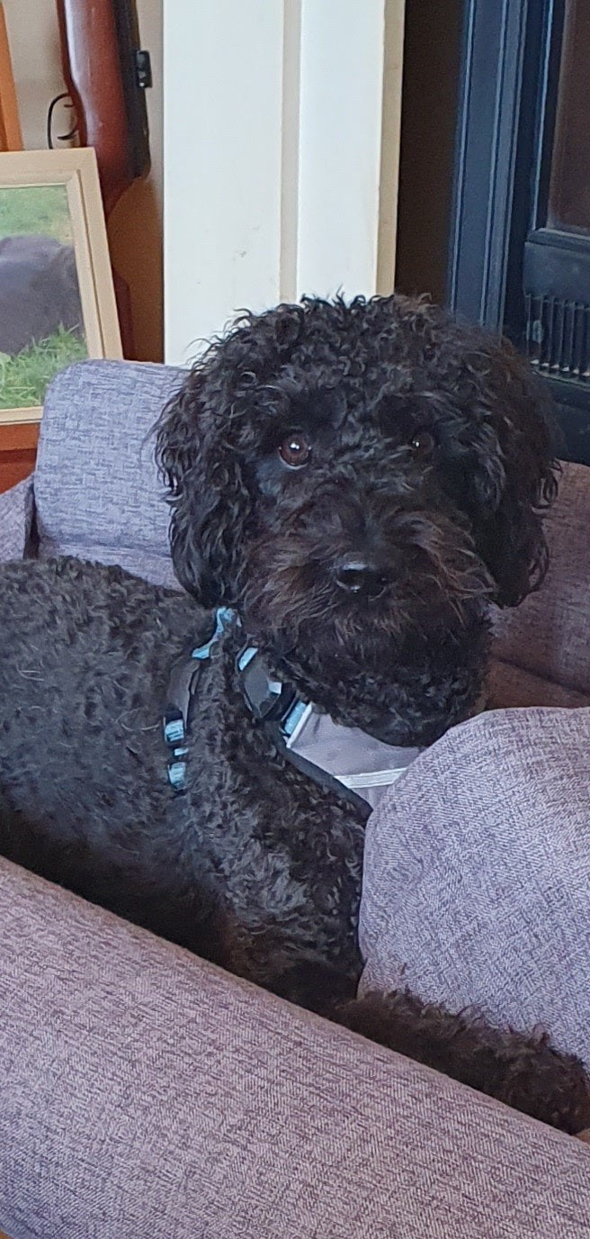 lieve vrolijke Labradoodle zoekt een nieuw baasje!, Dieren en Toebehoren, 15 weken tot 1 jaar, Eén hond, CDV (hondenziekte), Nederland