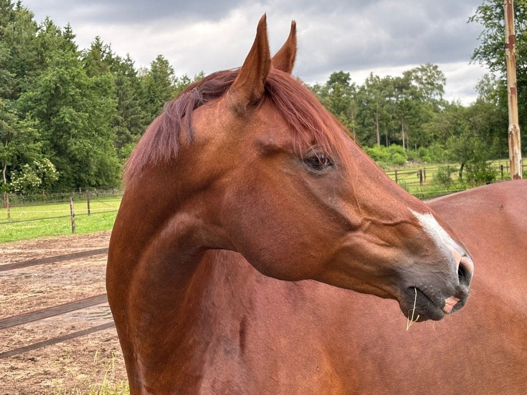 Allrounder te koop, 175 cm of meer, Ruin, Dressuurpaard, 7 tot 10 jaar