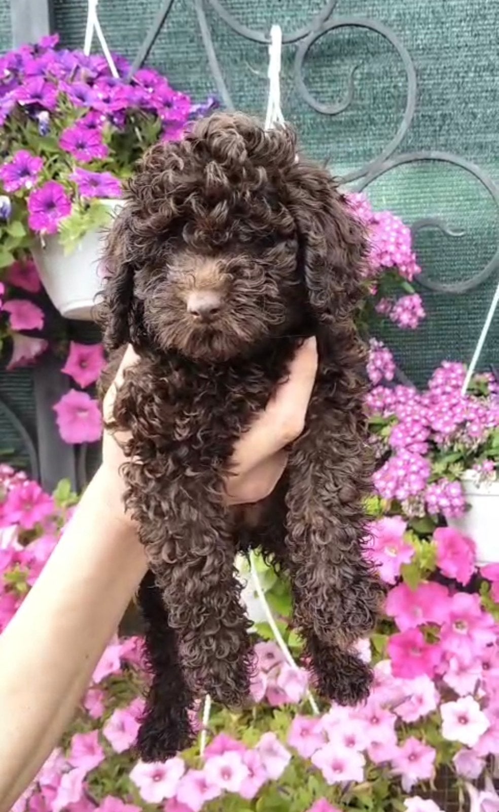 Toy Poodle - Dark Chocolate - 3 months old, HCC (leverziekte), 8 tot 15 weken, Teef, Poolhond