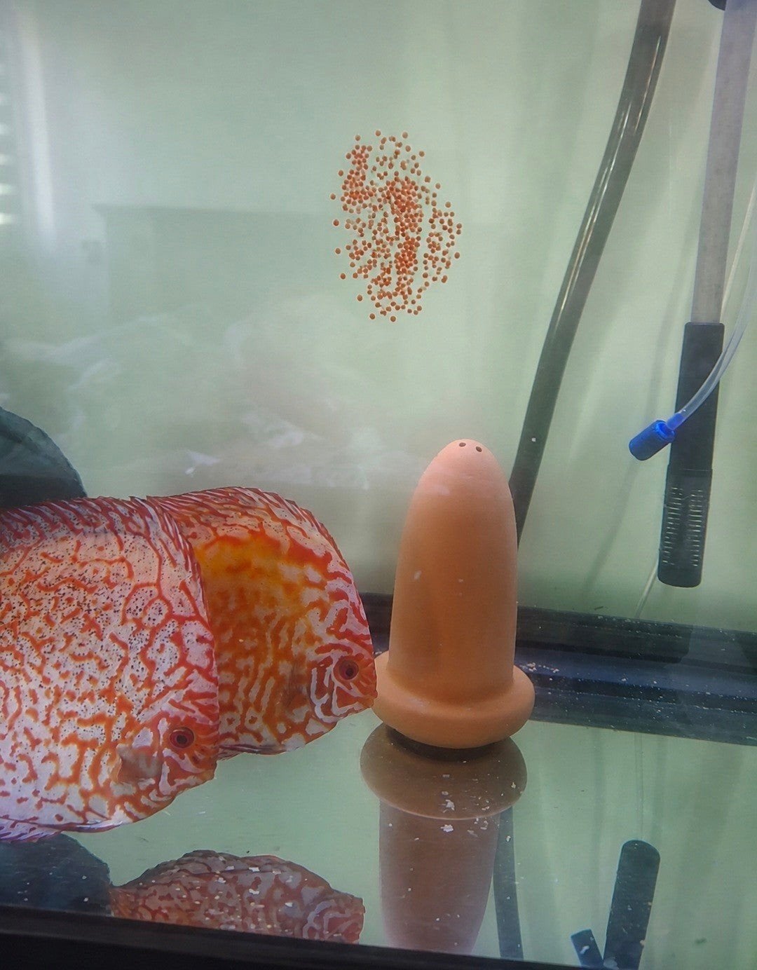 discusvissen discus vis koppel 175 euro., Vis