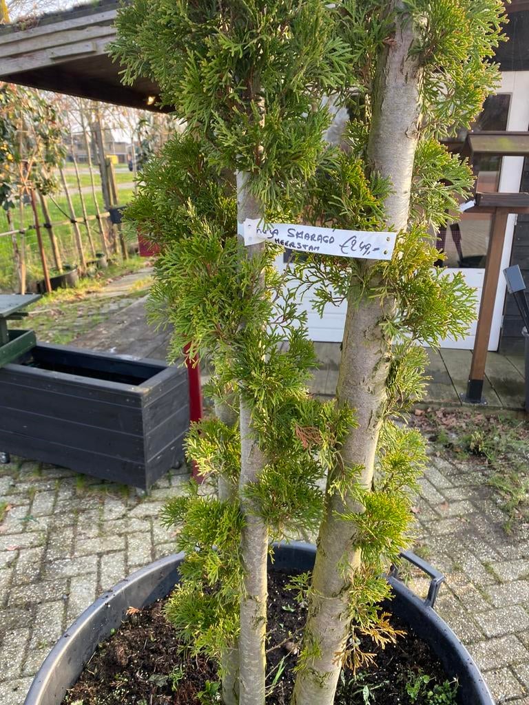 Thuja snaragd meerstam 300 cm hoog €199,00, Tuin en Terras, Planten | Bomen, Ophalen of Verzenden, Bloeit niet, Volle zon, Overige soorten