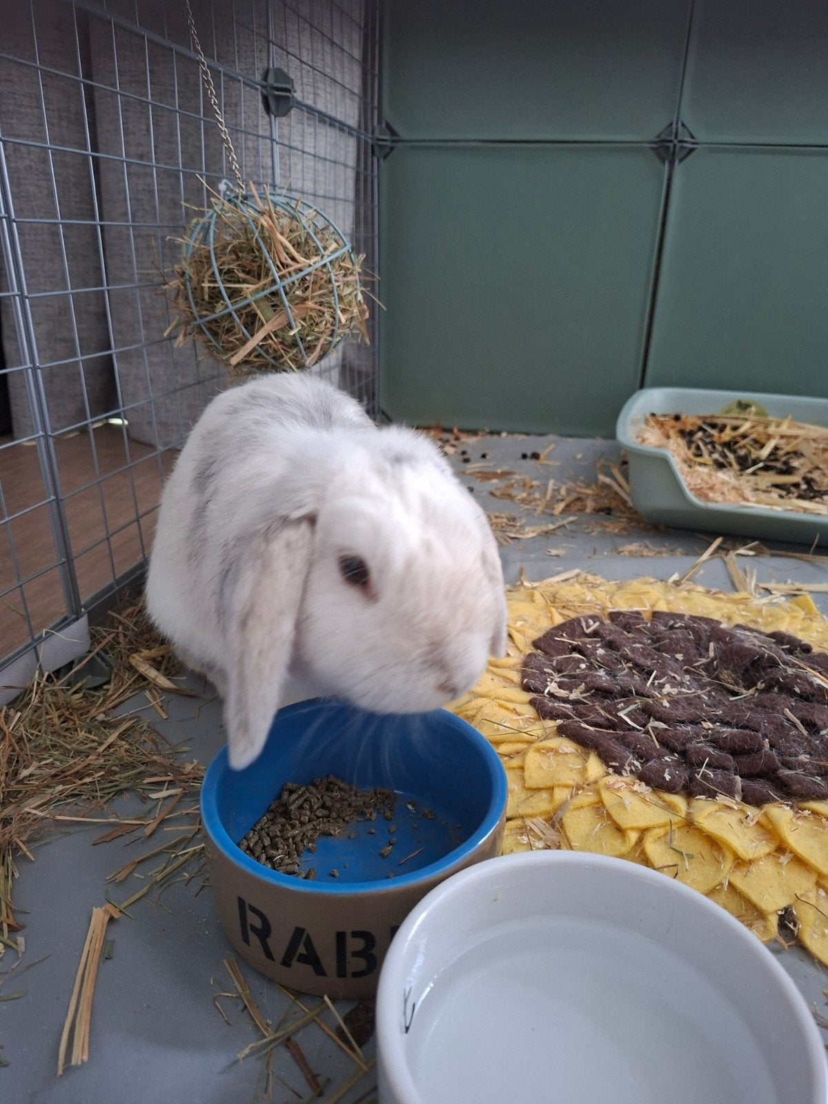 Konijn met hok plus binne renp