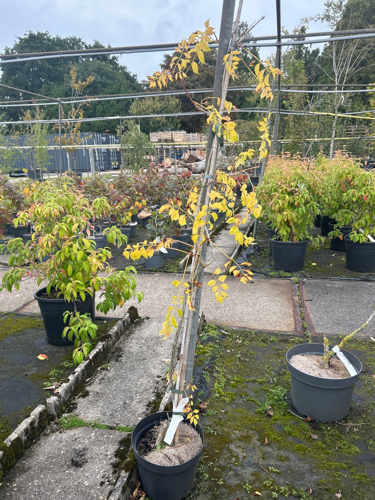 Campsis rad. 'Judy' - Trompetbloem in 5L pot, Ophalen, Volle zon, Vaste plant, Klimplanten