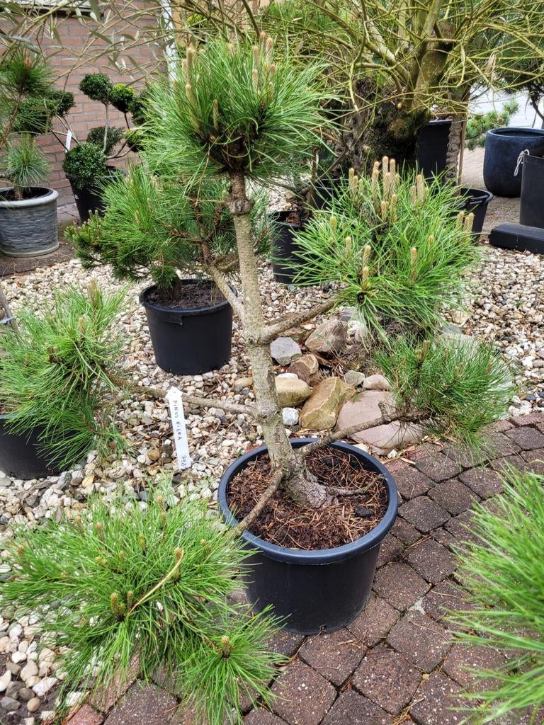 Pinus Nigra Vormsnoei - Bonsai-achtige Zwarte Den, Tuin en Terras, Planten | Tuinplanten, Ophalen