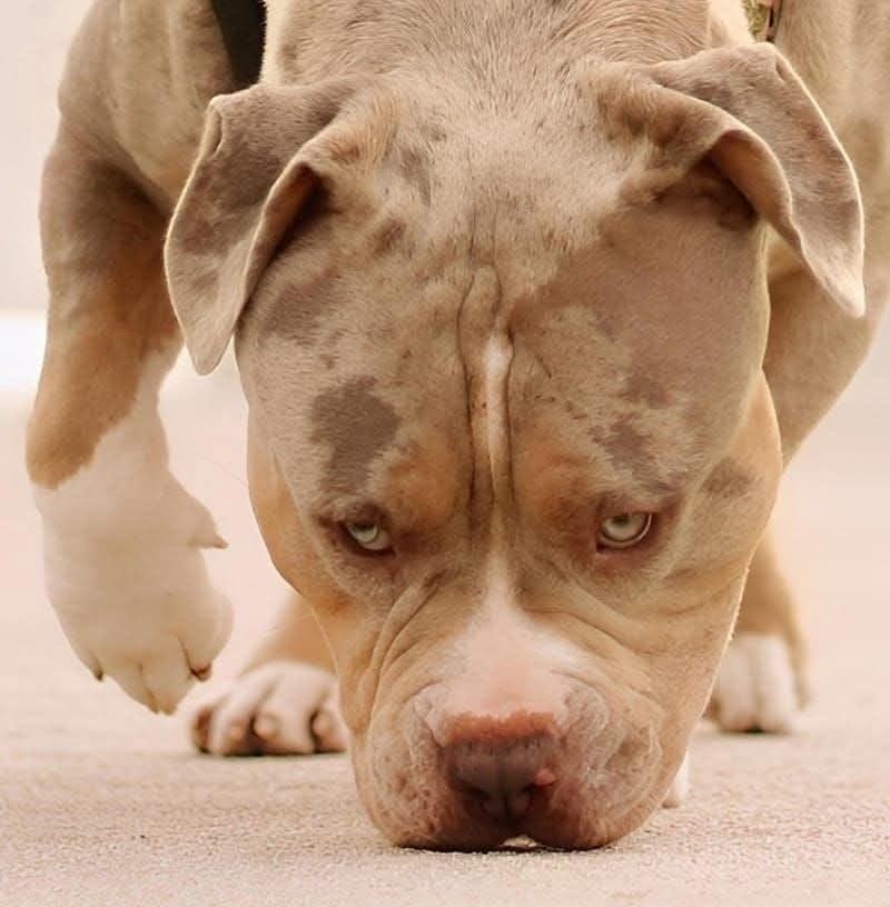 American Bully Dekreu *Ervaren *ABKC *Getest, Dieren en Toebehoren, Eén hond, 3 tot 5 jaar, Nederland, Particulier