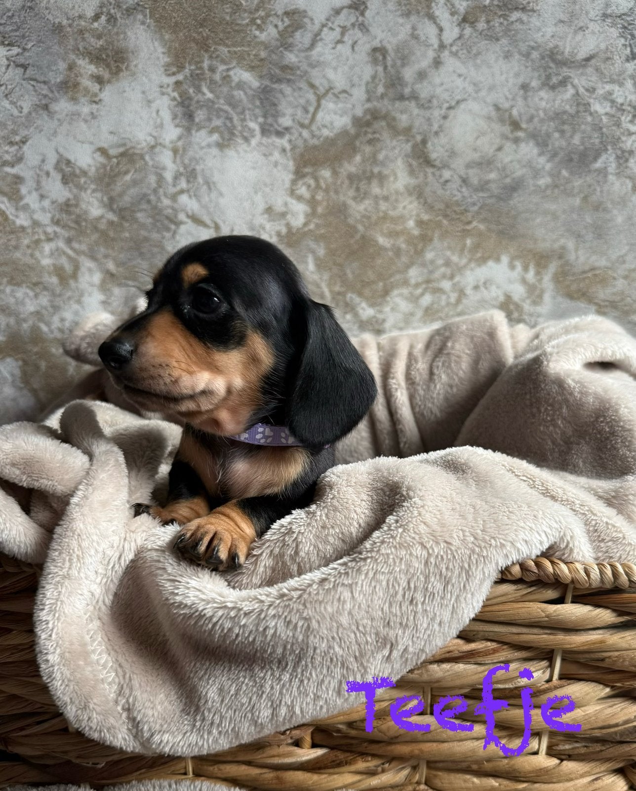 Prachtige Teckelpups 1 reutje 2 teefje, Parvo, Standaard, 8 tot 15 weken, Korthaar