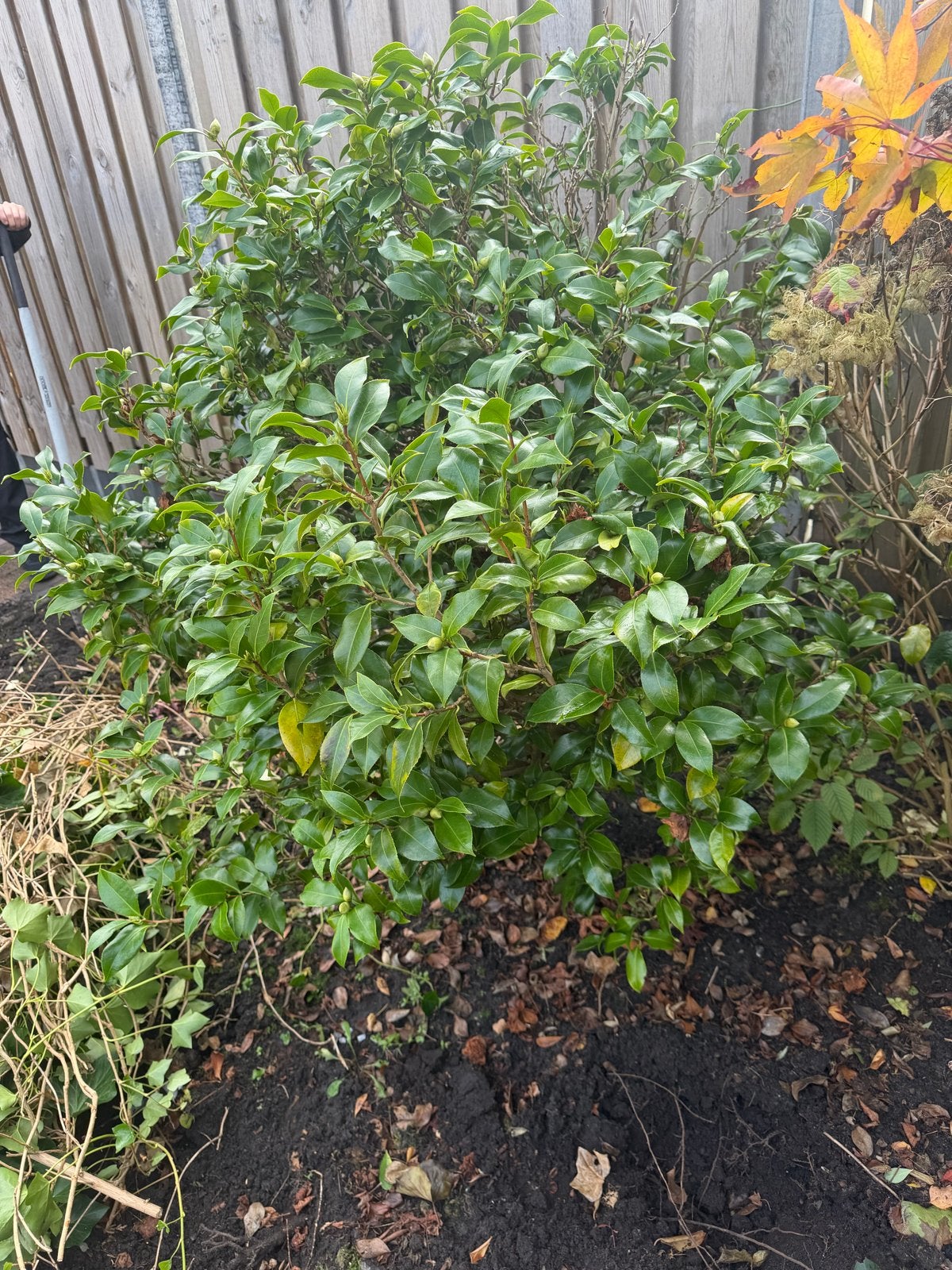 Gratis planten en struiken Wolvega !, Vaste plant, Bloeit niet, Halfschaduw, Ophalen