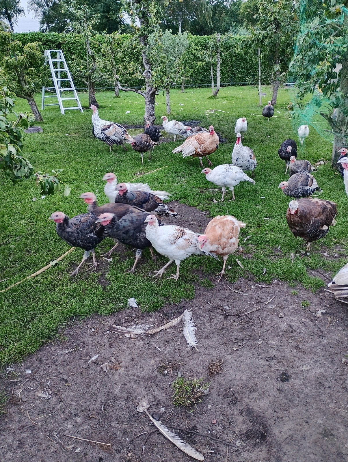 kalkoenen jonge kal, Meerdere dieren, Kalkoen