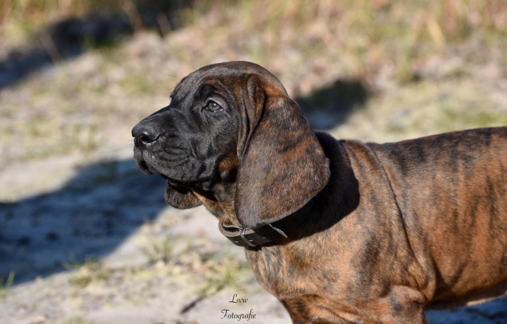 Puppy bayerische gebirgsschweisshund, Overige rassen, 8 tot 15 weken, Parvo, Meerdere