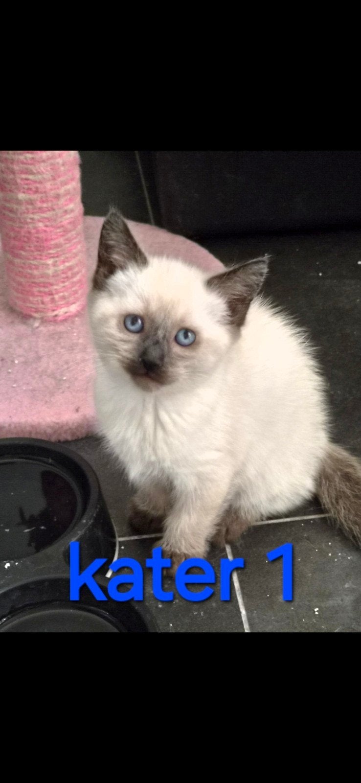 ♡ nog 3 ragdoll maine coon x  kittens  ♡, Meerdere dieren, Ontwormd, 0 tot 2 jaar