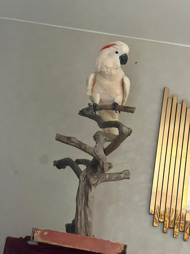Molukse kaketoes, Dieren en Toebehoren, Mannelijk, Papegaai, Pratend