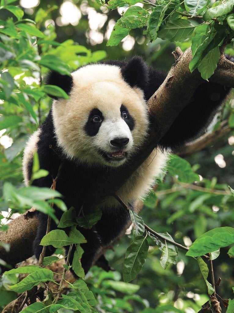Jungle fotobehang Panda L1, Pandabeer behang, Muurdeco4kids, Verzenden, Fotobehang, 5 tot 10 m²