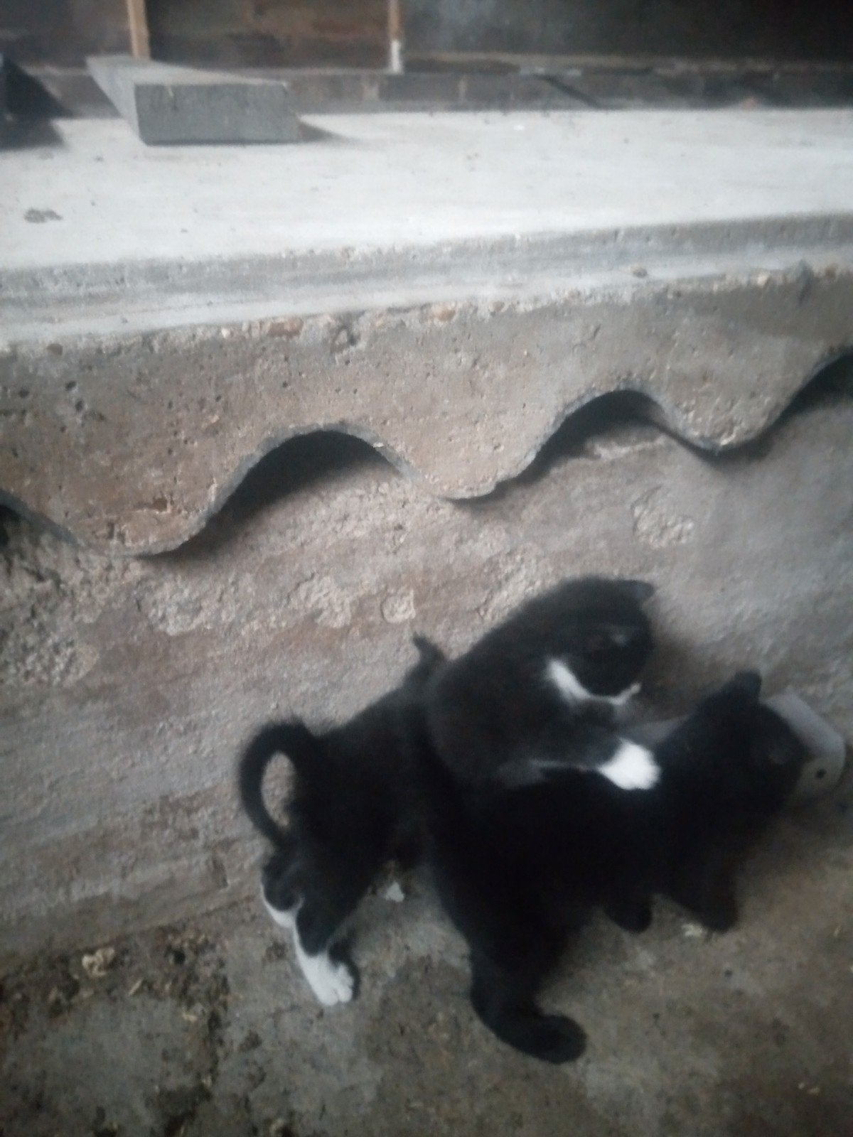 kittens, Kater