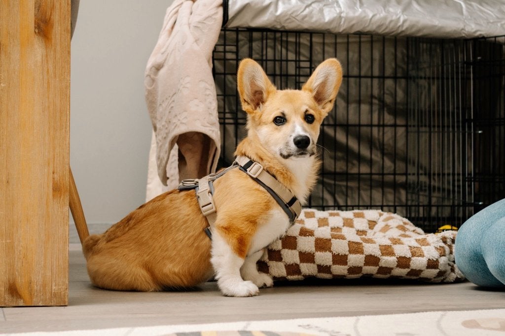 Welsh Pembroke Corgi Puppy, Sheepdog, Reu, 8 tot 15 weken, Parvo