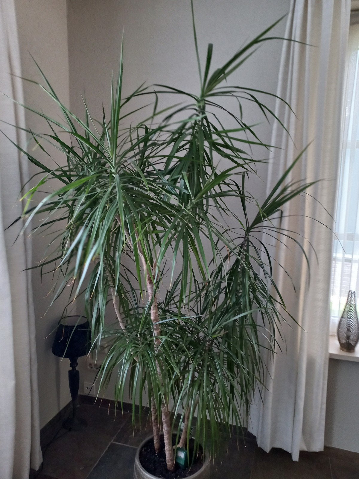 Mooie Dracena, Ophalen, Halfschaduw, 200 cm of meer