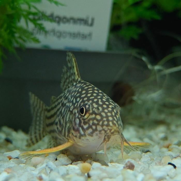 Corydoras sterbai, Dieren en Toebehoren, Vissen | Aquariumvissen, Vis