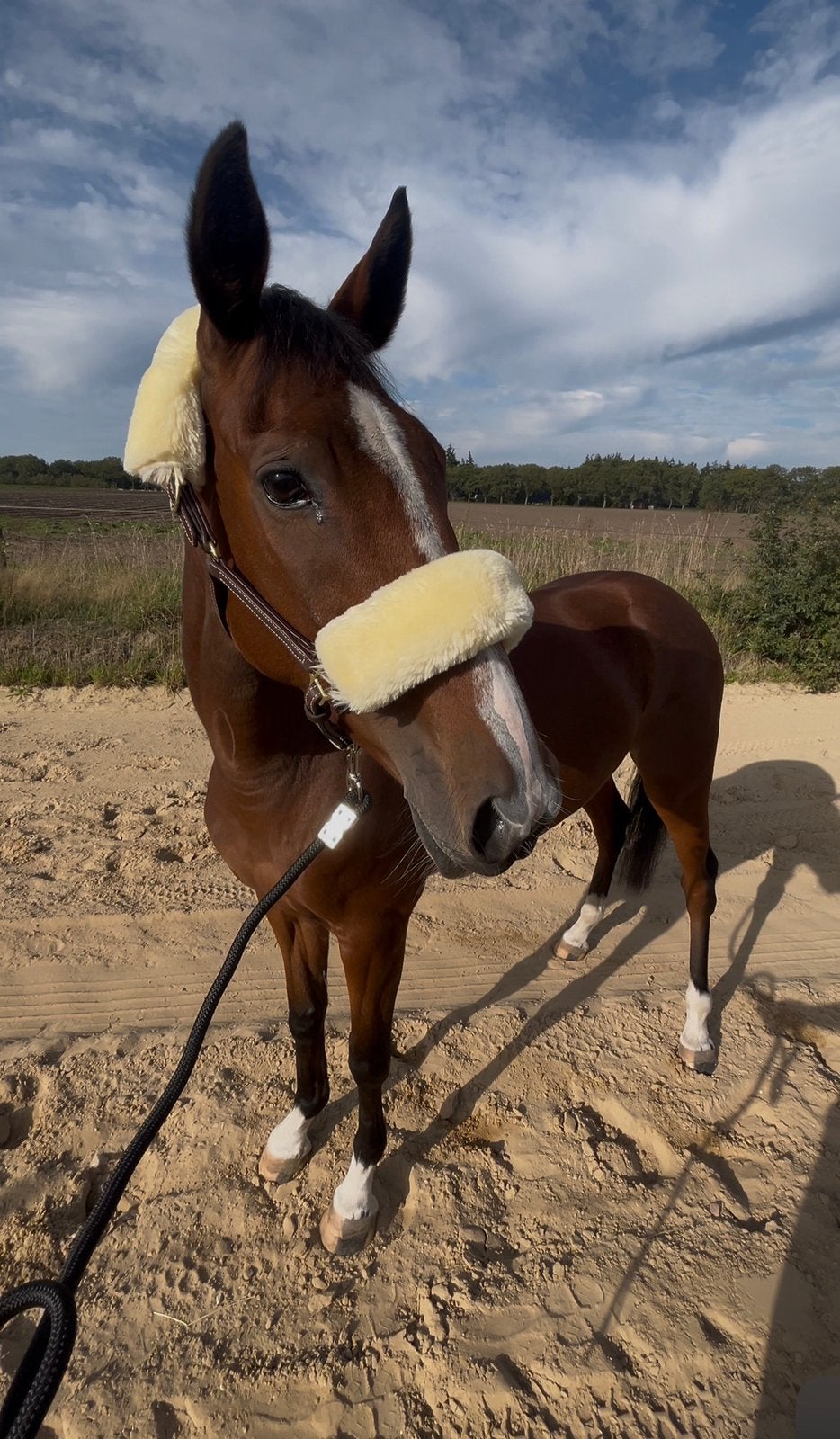 bijrijder bekend met jongere ponys gezocht