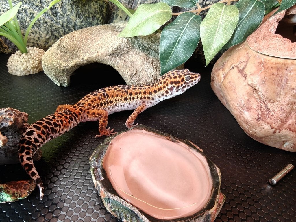 Luipaard gekko inclusief terarrium Leopard Gecko photo 2
