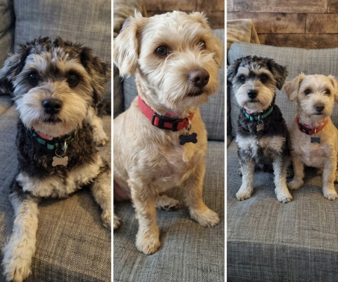 Lieve, kleine boomers zoeken een warme mand, Reu, 1 tot 2 jaar, Meerdere, Klein