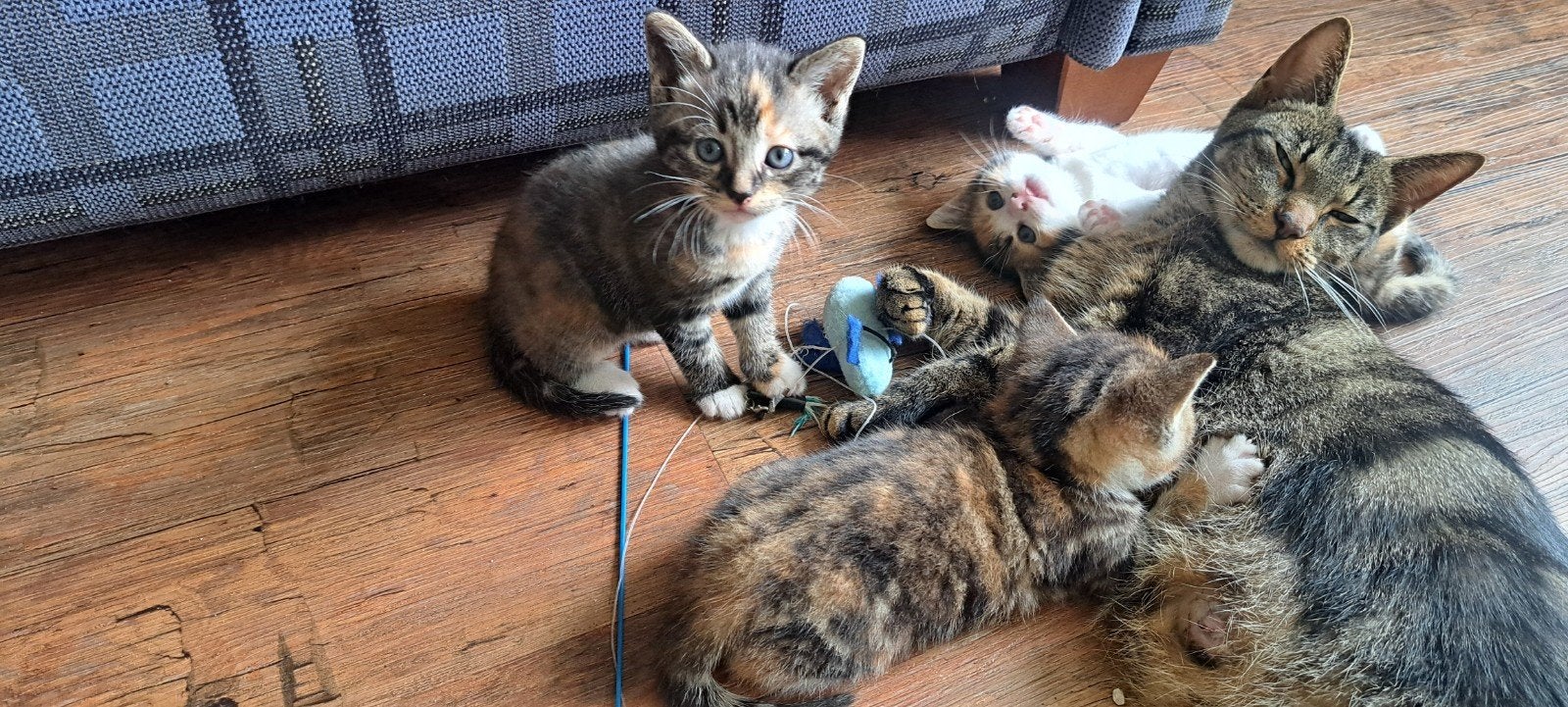 schattige, lieve sociale lapjes poesjes, Poes, Ontwormd, 0 tot 2 jaar
