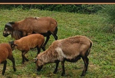 Kameroen schapen te koop, Dieren en Toebehoren, Meerdere dieren, Schaap