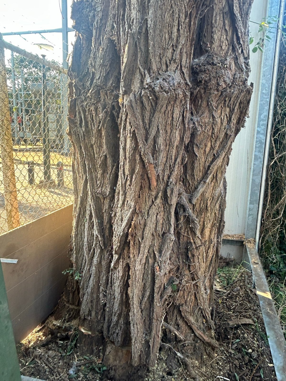 Robinia/Acaciastam voor tafelblad - 3.80m hoog of stookhout, Ophalen, 100 cm of meer, Nieuw, Binnen