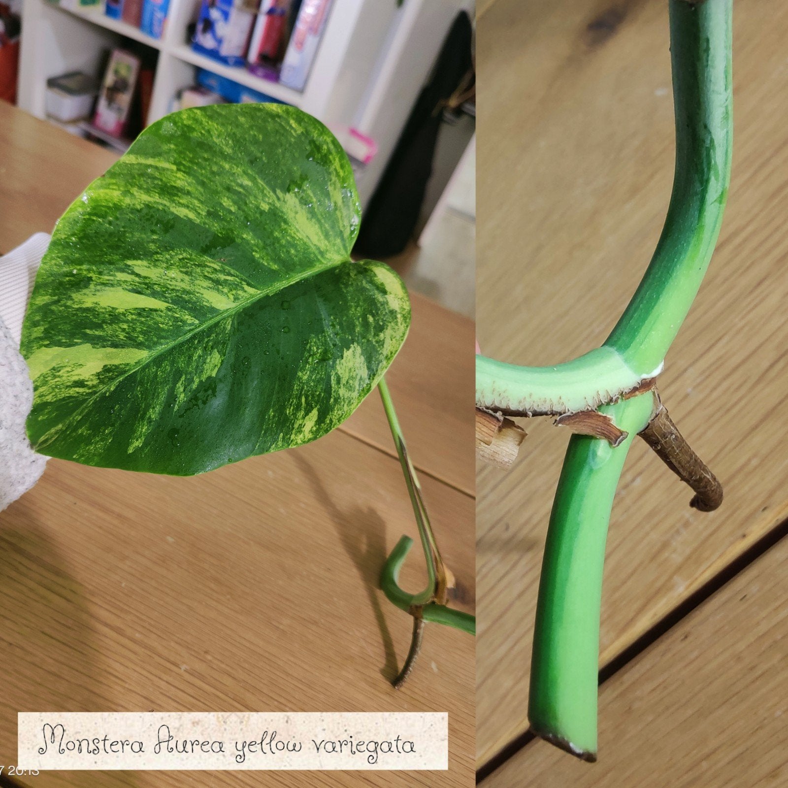 Monstera Aurea yellow variegata stek, Ophalen, Halfschaduw, Minder dan 100 cm