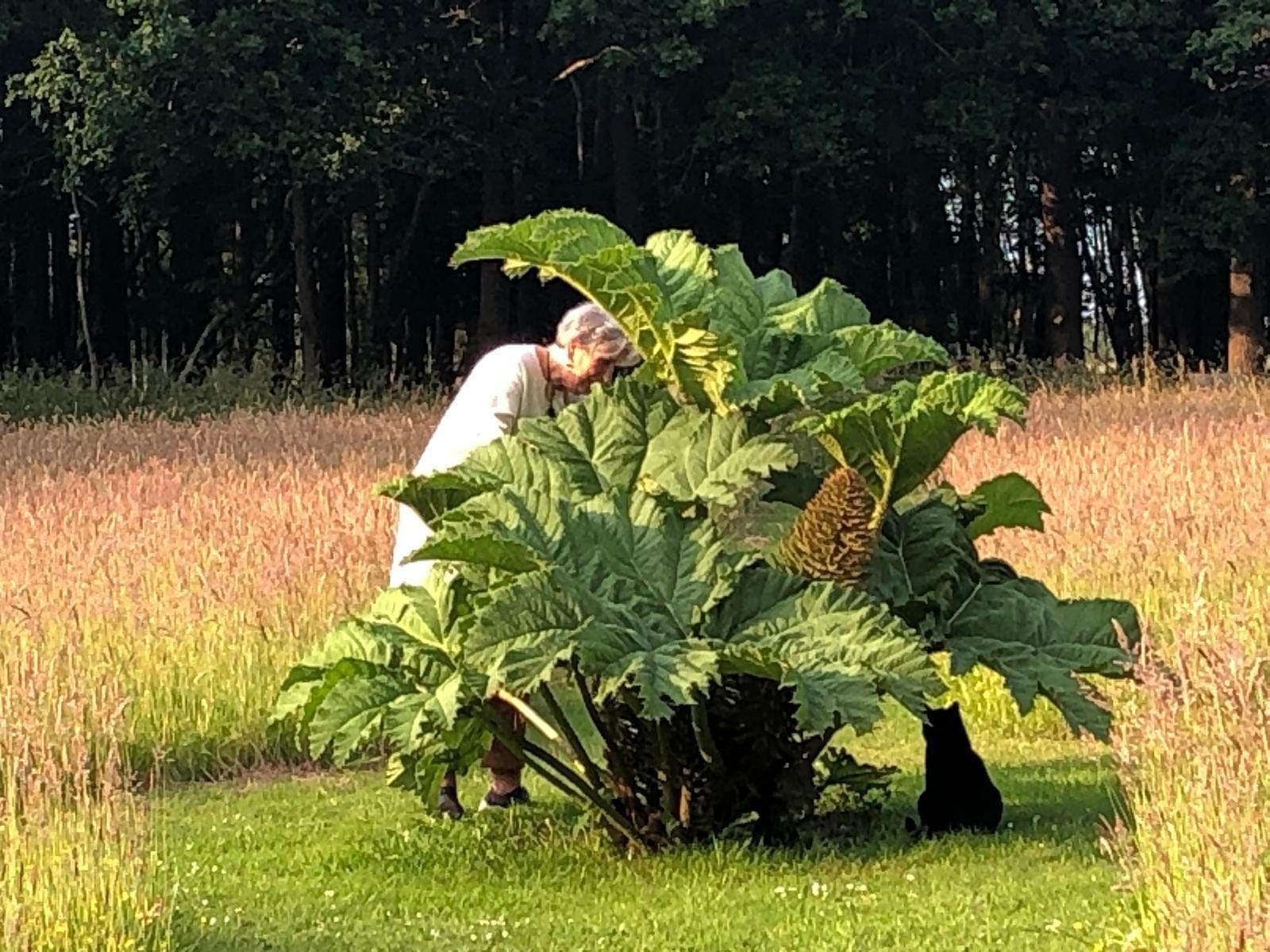 Stek Reuzen Gunnera (Manicata) in pot, Ophalen, Overige soorten, Volle zon