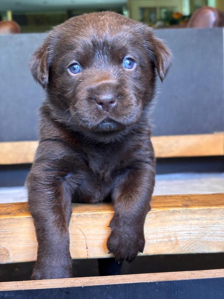 Te koop bruine labrador pups, Parvo, 8 tot 15 weken, Labrador retriever, Meerdere