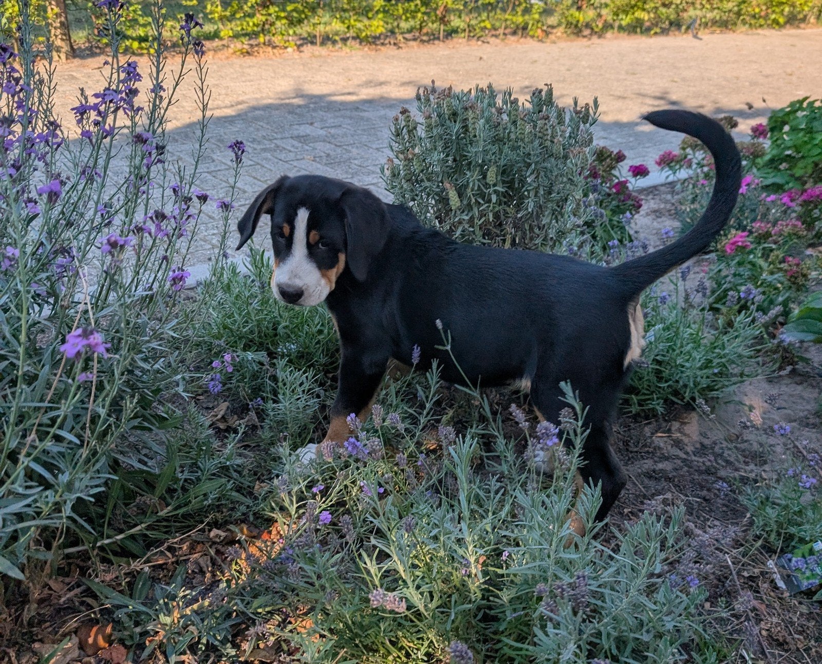 Mooi grote Zwitserse Sennen pups 2 reutjes 1 teefje, Dieren en Toebehoren, 8 tot 15 weken, Meerdere, Meerdere dieren, Nederland