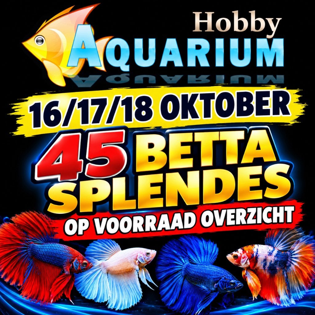 Hobbyaquarium Betta Splendes Zaterdag 17 Oktober 10 tot 17 u, Vis, Zoetwatervis