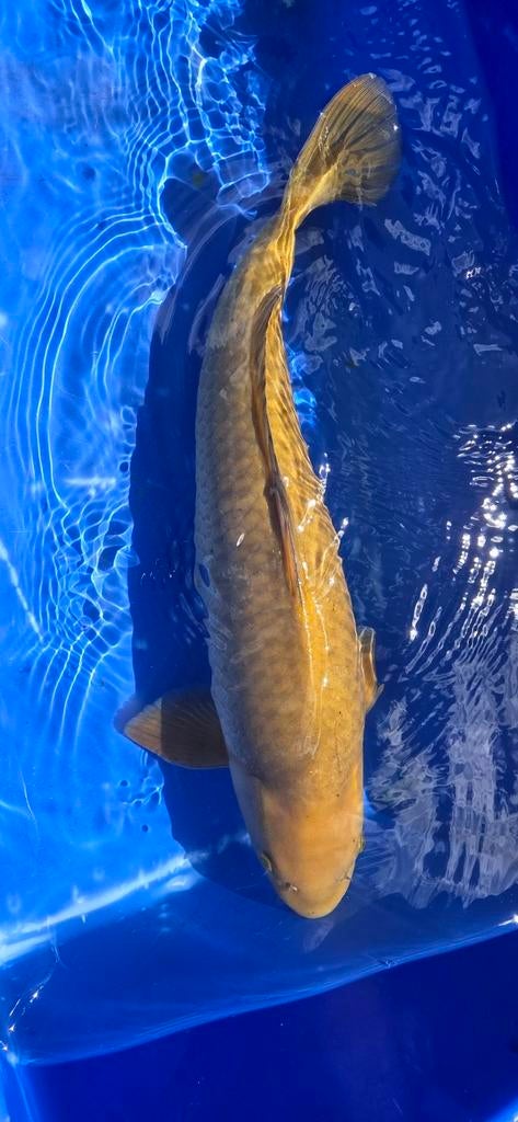 Chagoi koi, Karper of Koi