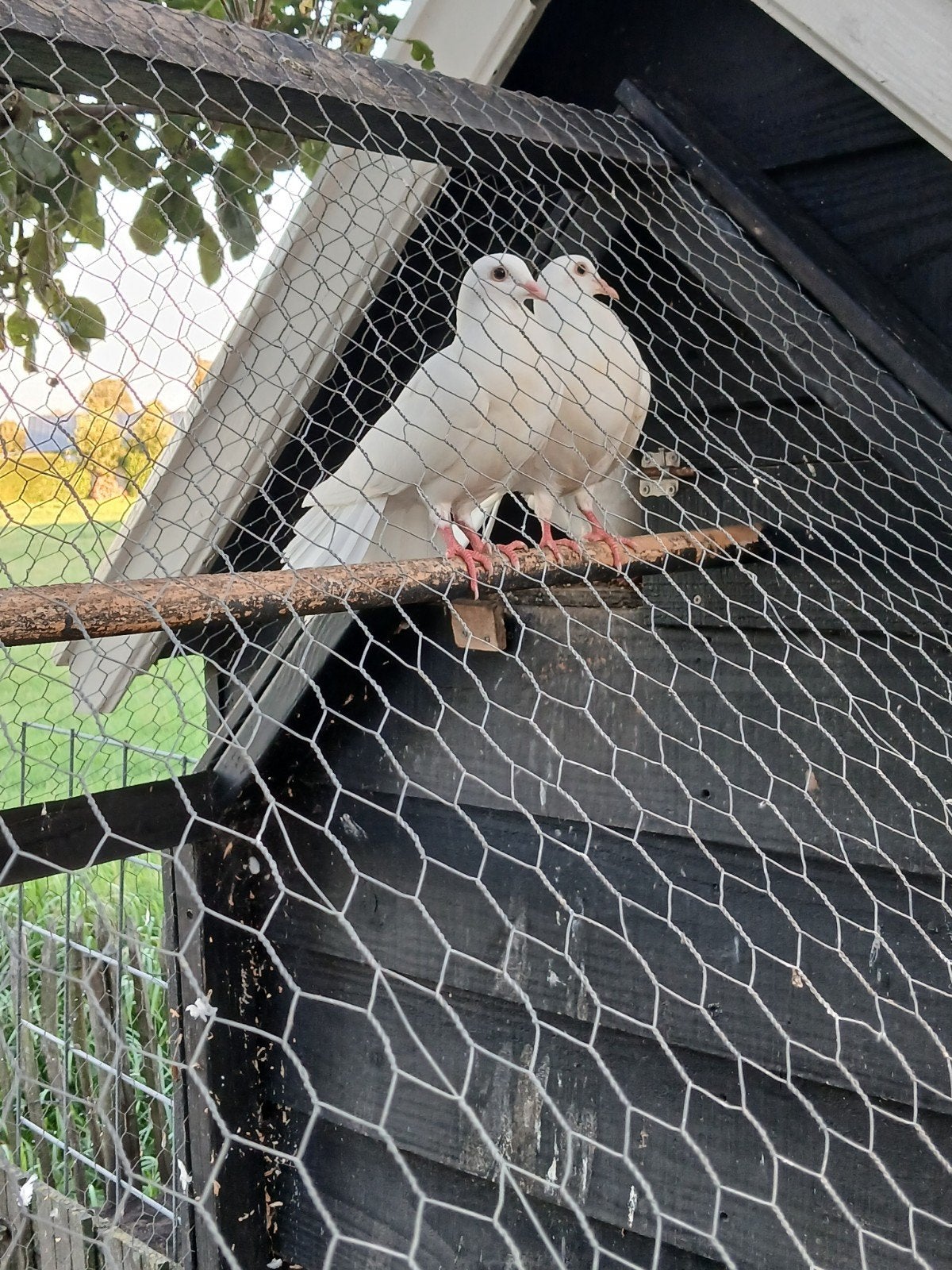 2 jonge witte pauwstaarten te koop, Dieren en Toebehoren, Vogels | Duiven, Meerdere dieren, Overige soorten