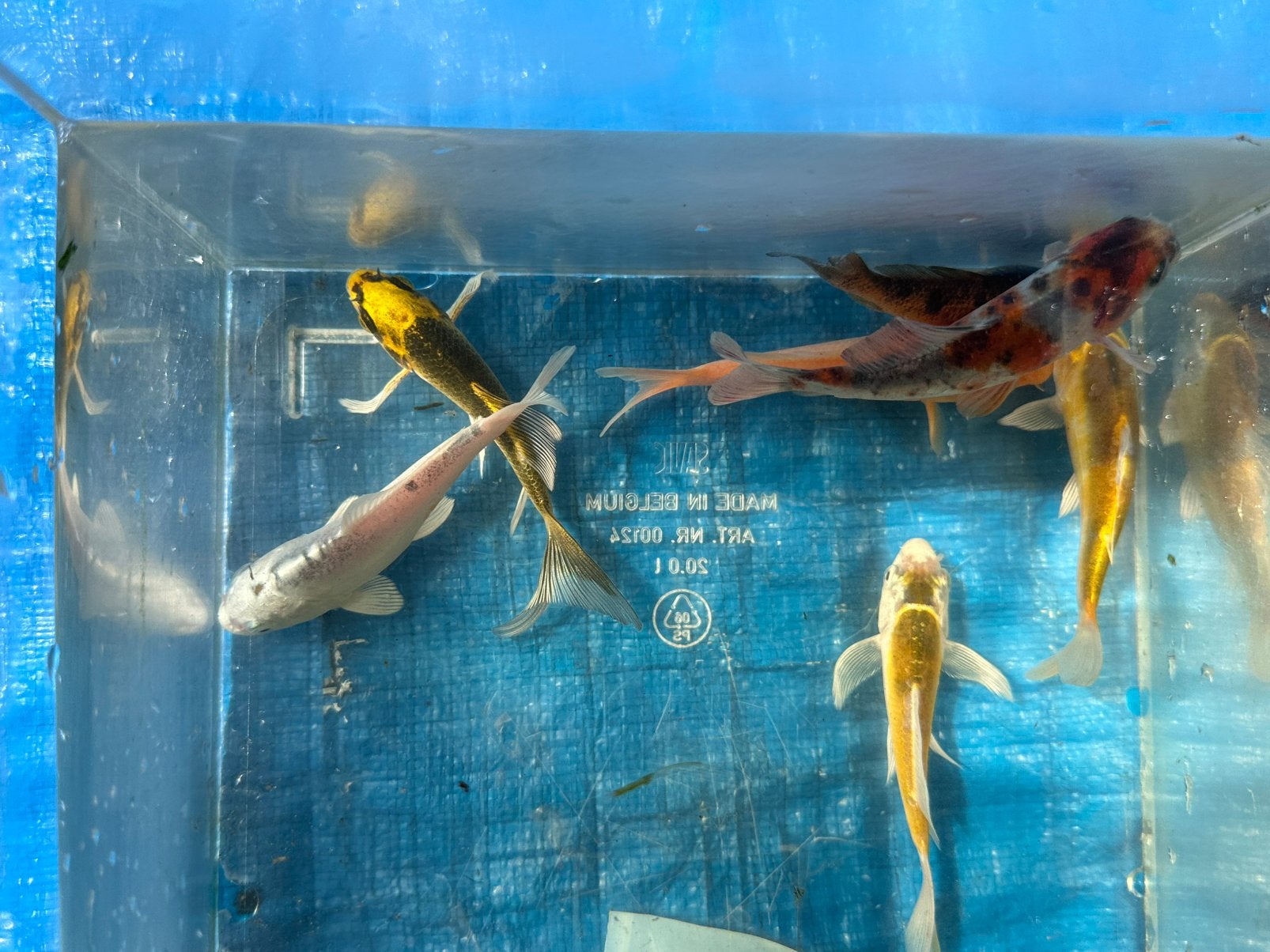 Koi ghostkoi butterfly koi, Dieren en Toebehoren, Vissen | Aquariumvissen, Vis