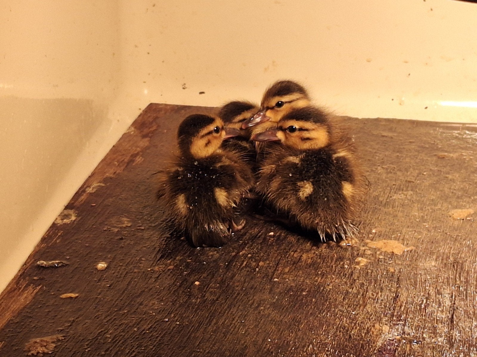 Eenden siereenden kuikens, Dieren en Toebehoren, Geslacht onbekend, Eend