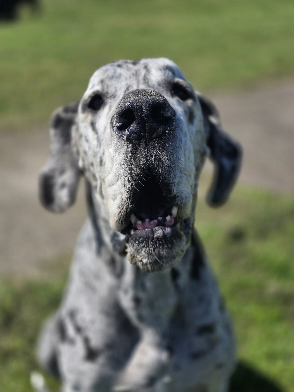 Oppas voor grote honden, Dieren en Toebehoren, Ophalen of Verzenden