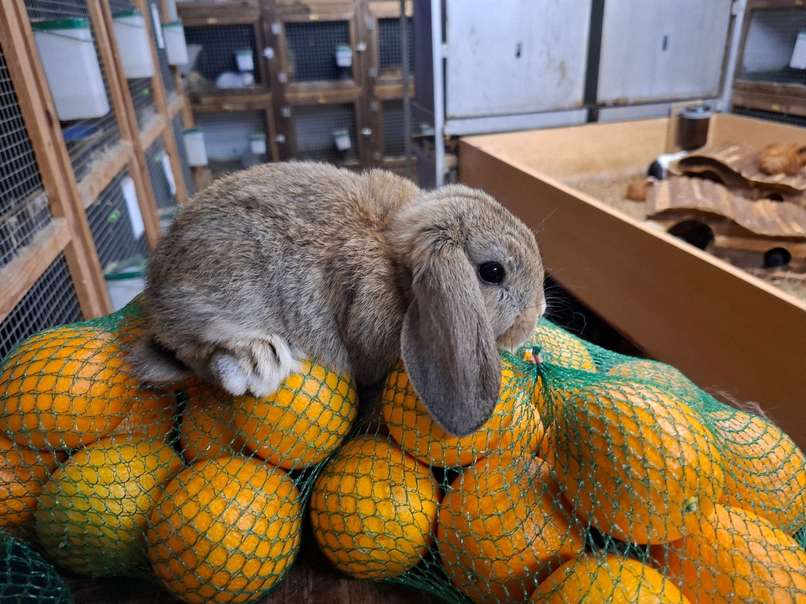 mooie tamme dwergkonijntjes in verschillende kleuren, Dieren en Toebehoren, Meerdere dieren, Dwerg