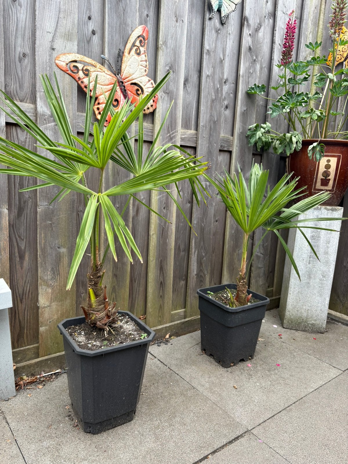 Meerdere Palmbomen te koop stamhoogte 20-30cm, Vaste plant, Bloeit niet, Halfschaduw, Ophalen