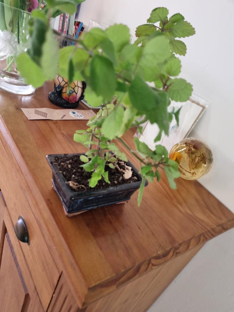 Ernstii Plectranthus Mint Bonsai   Blo, Huis en Inrichting, Kamerplanten, In pot, Minder dan 100 cm, Bloeiende kamerplant, Bonsai