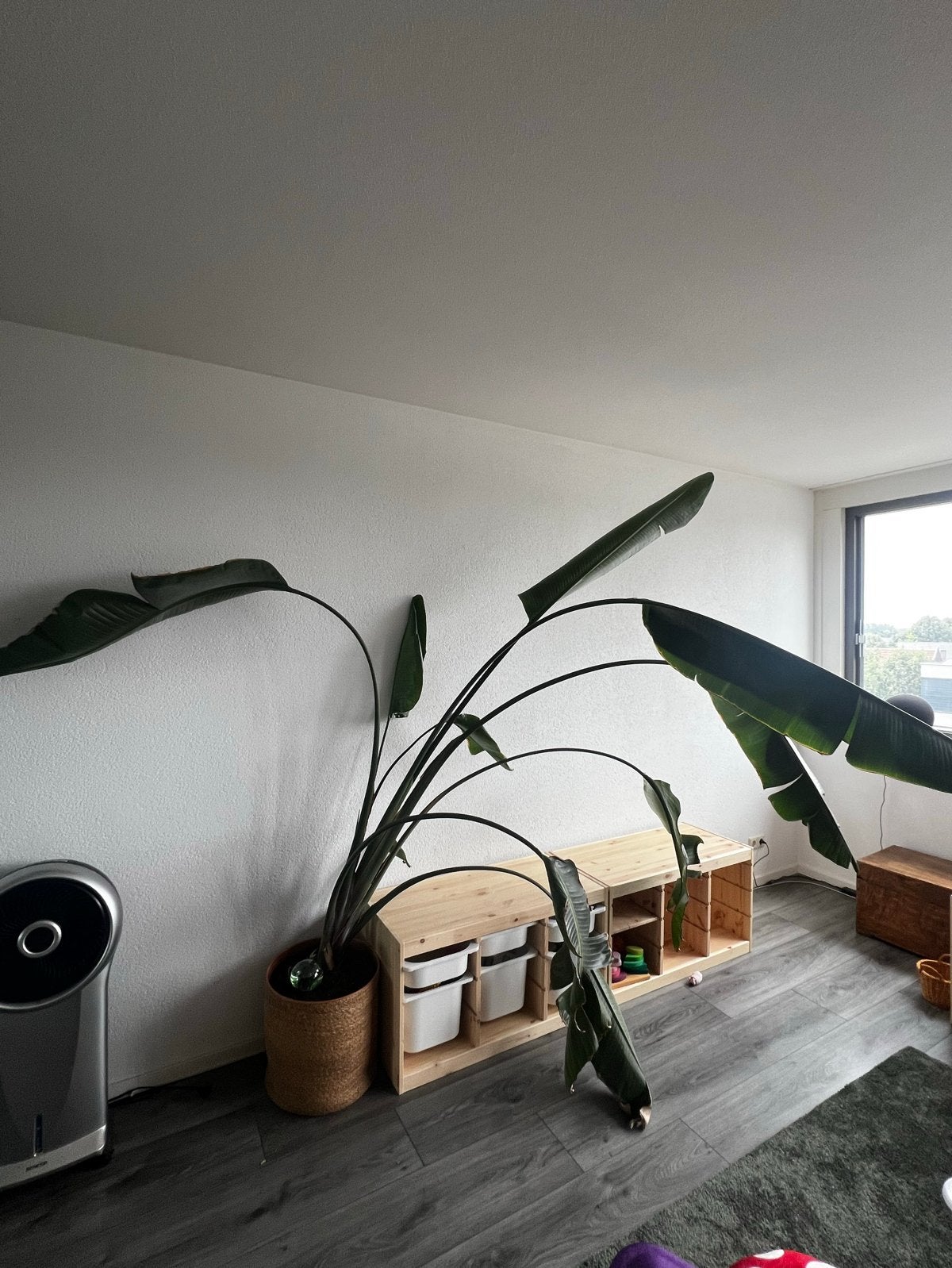 Grote Strelitzia Nicolai (2.50m), Ophalen, 200 cm of meer, Overige soorten, Halfschaduw