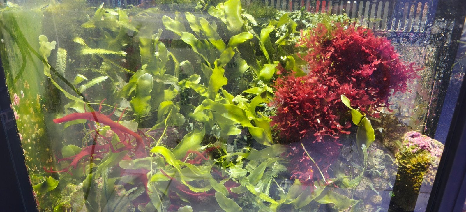 Caulerpa brachypus macroalgen zeewier – breedbladig – zeeaqu, Ophalen of Verzenden, Nieuw