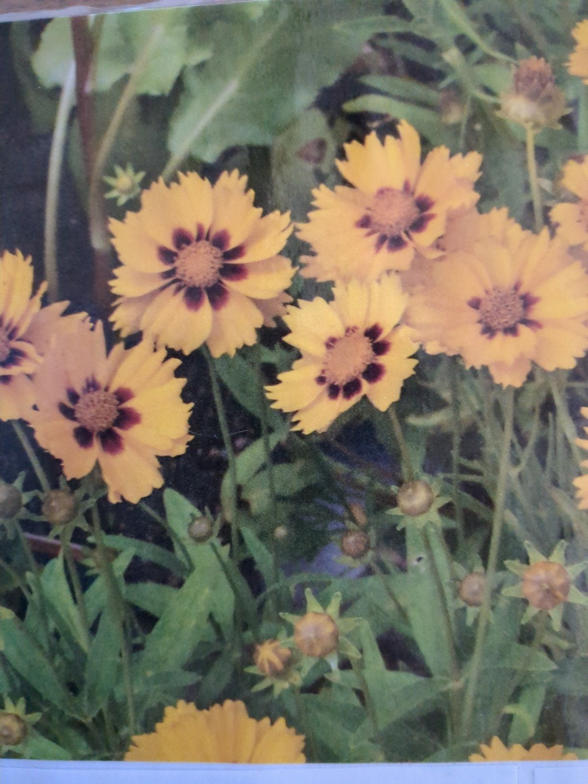 Coreopsis, Ophalen of Verzenden, Overige soorten, Volle zon