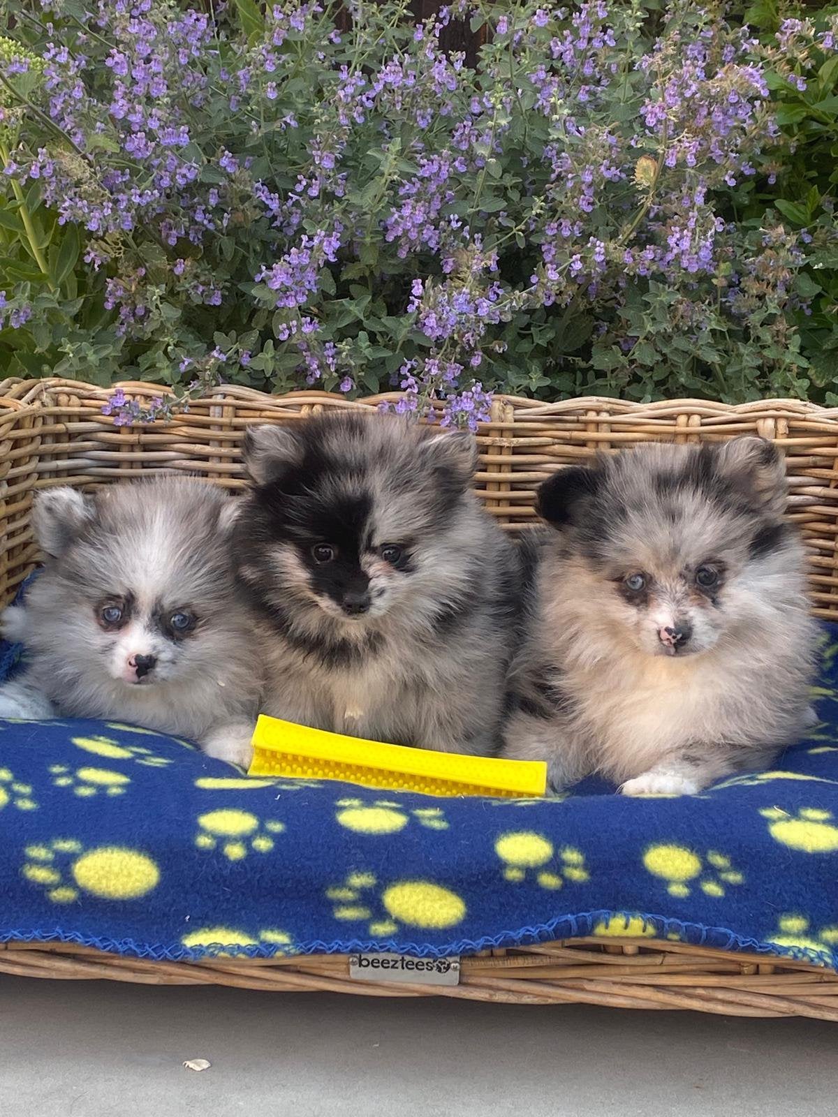 Duitse spitz pups, Dieren en Toebehoren, Honden | Poolhonden, Keeshonden en Oertypen, België, Keeshond, 15 weken tot 1 jaar, Parvo