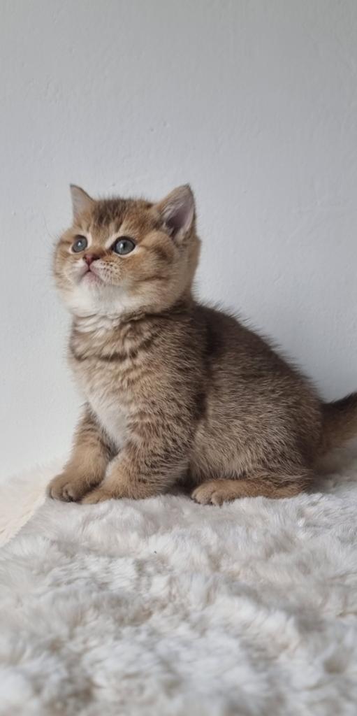 British shorthair kitten, Poes