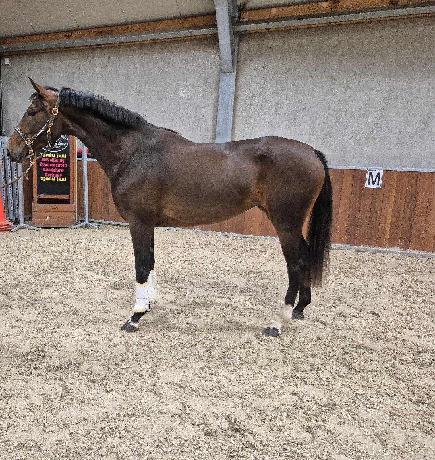 3 jarige goed bewegende merrie, Merrie, Dressuurpaard, 3 tot 6 jaar