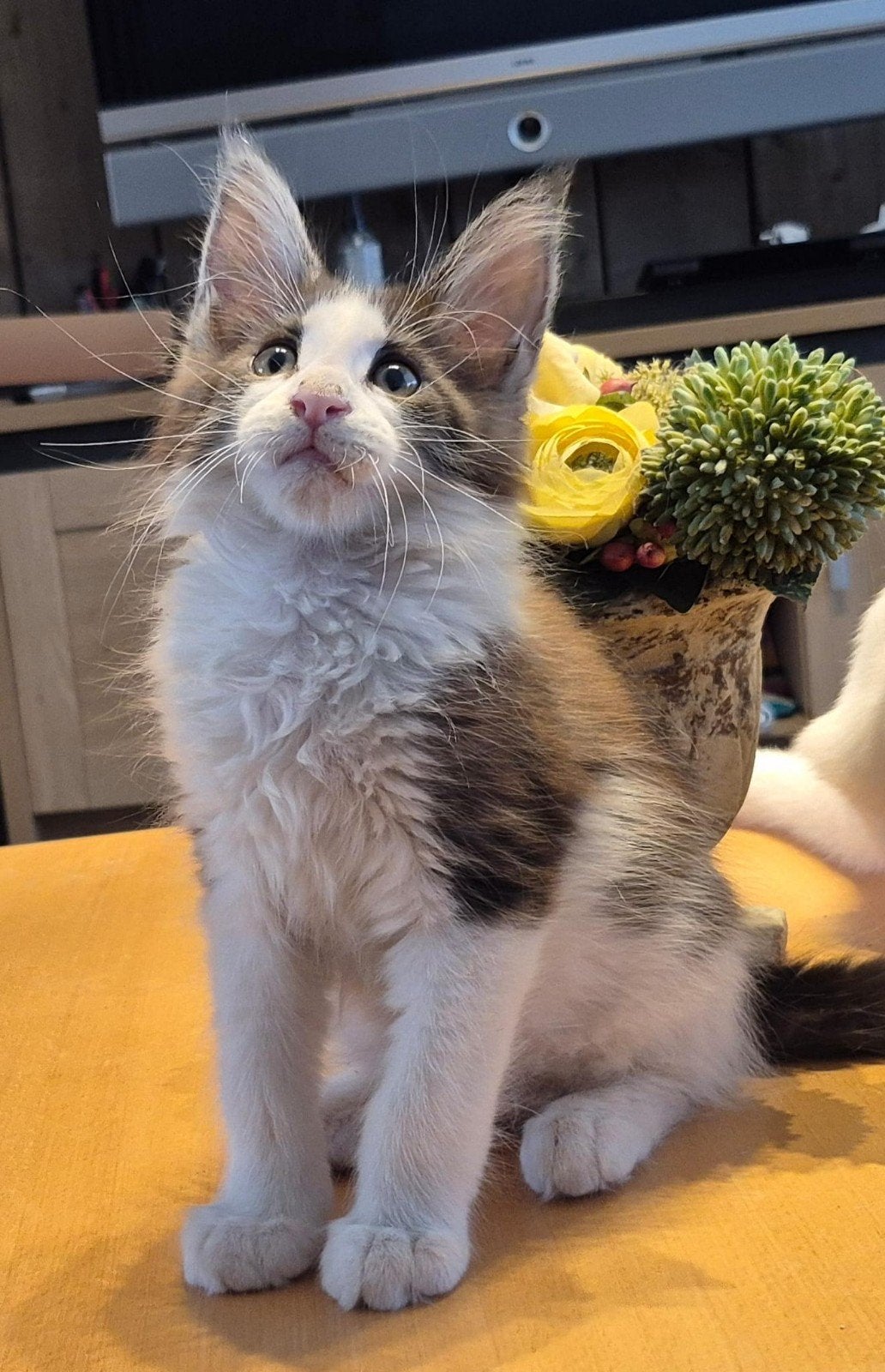 fors Maine coon kitten met stamboom, Dieren en Toebehoren, Kater, Met stamboom, 0 tot 2 jaar