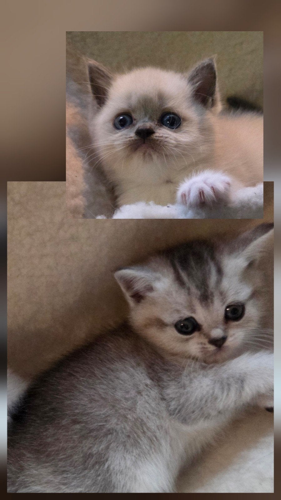 Britse korthaar kittens, Poes, Ontwormd