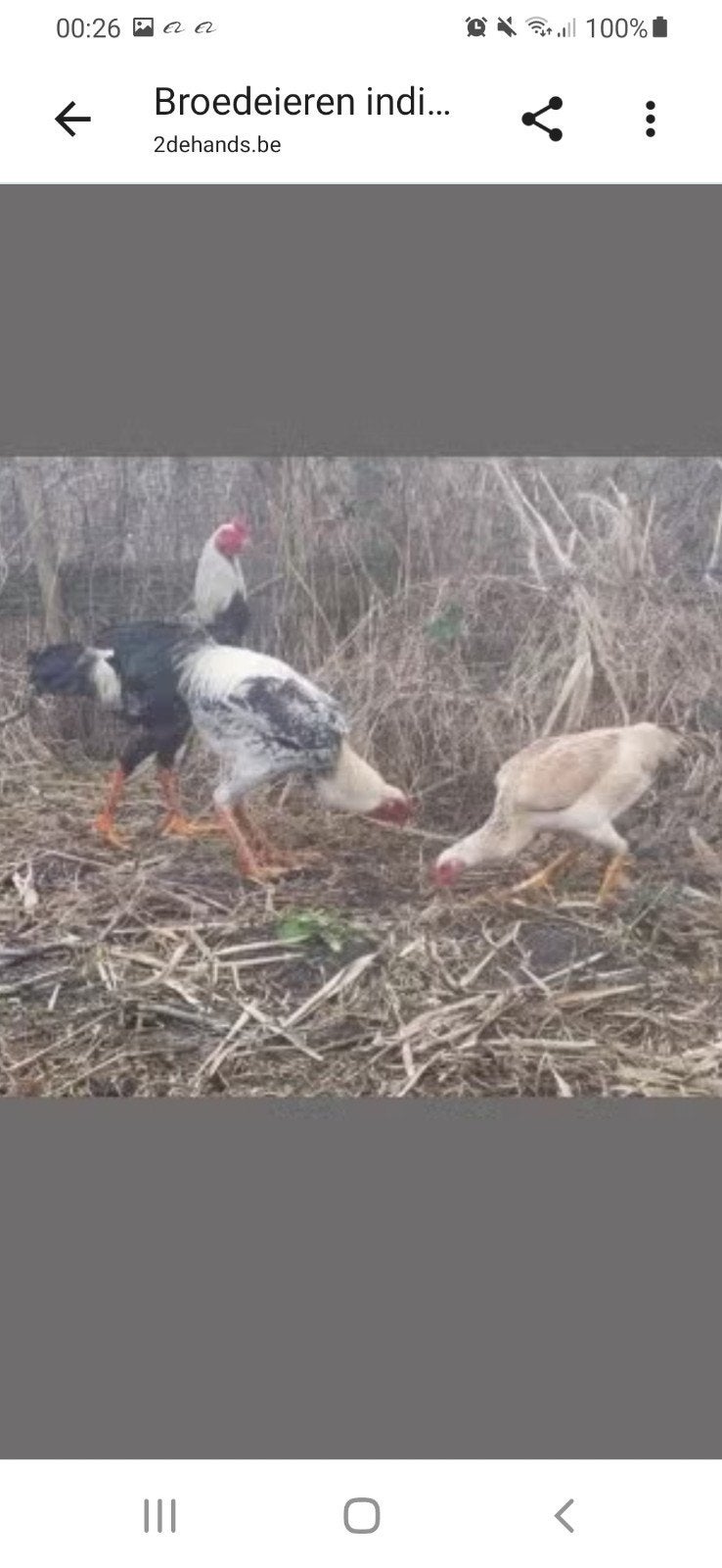 Broedeieren indio's groot., Dieren en Toebehoren, Pluimvee, Geslacht onbekend, Kip
