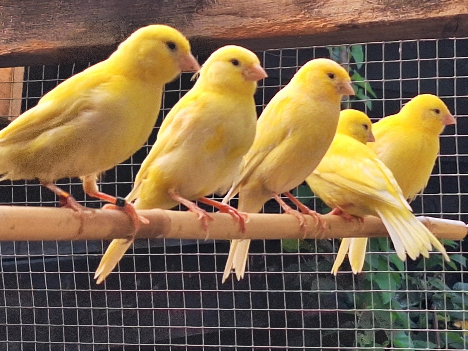 kanaries  te koop, Dieren en Toebehoren, Mannelijk